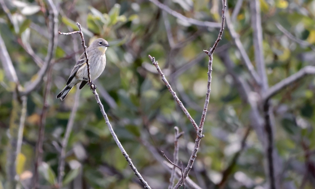Yellow-rumped Warbler - ML642190606