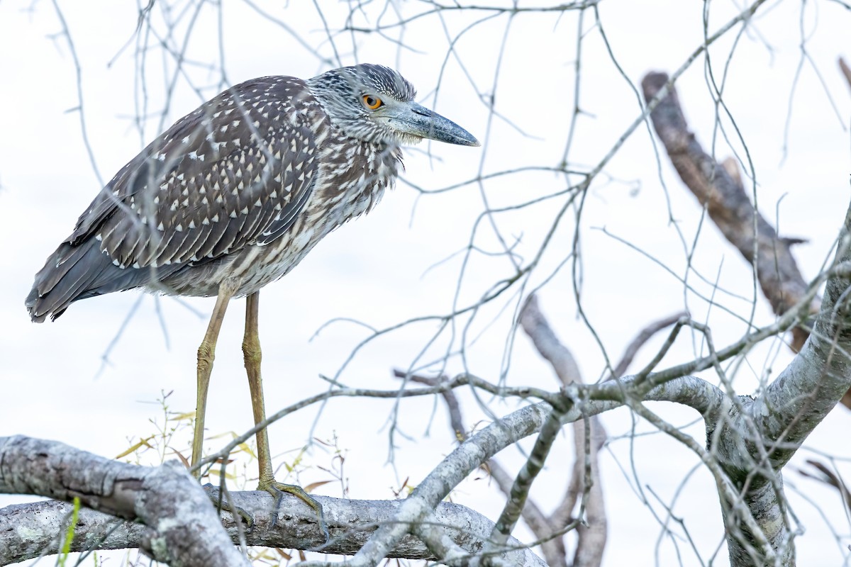 Yellow-crowned Night Heron - ML642190625