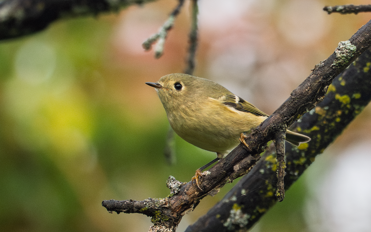 Ruby-crowned Kinglet - ML642190637