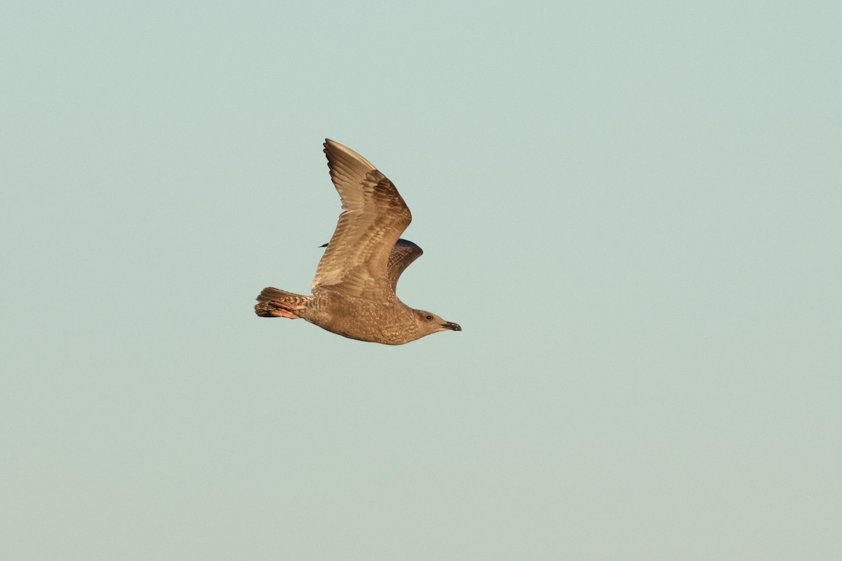 American Herring Gull - ML642190652