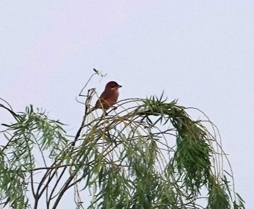 Bull-headed Shrike - ML642190704