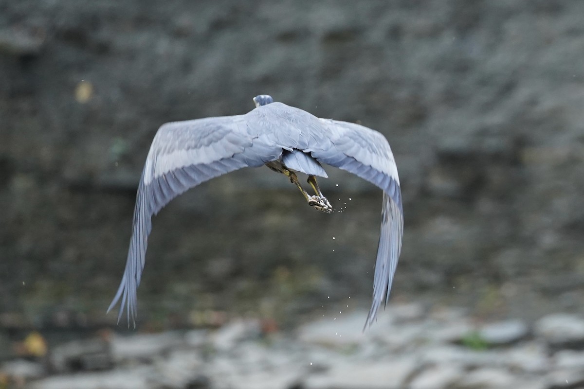 volavka velká - ML642190724