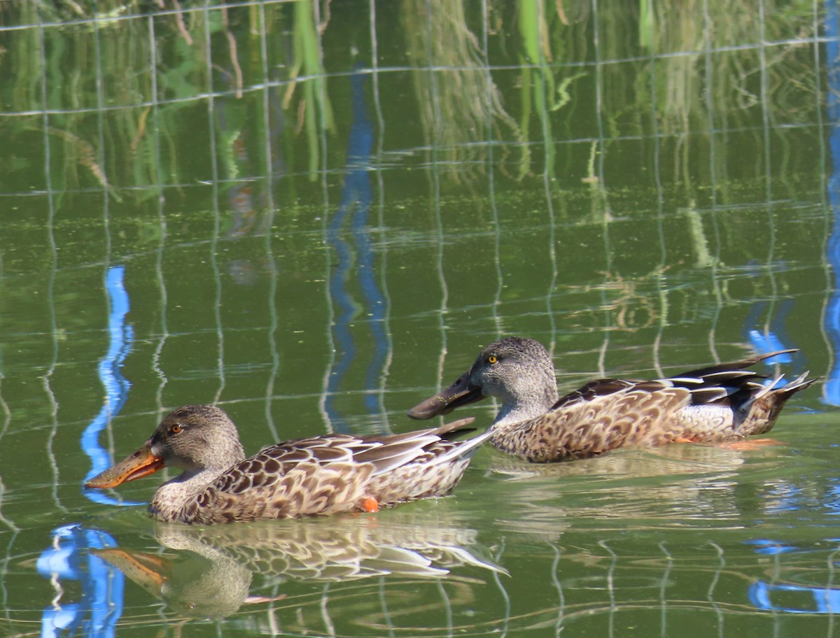 Canard souchet - ML642190728