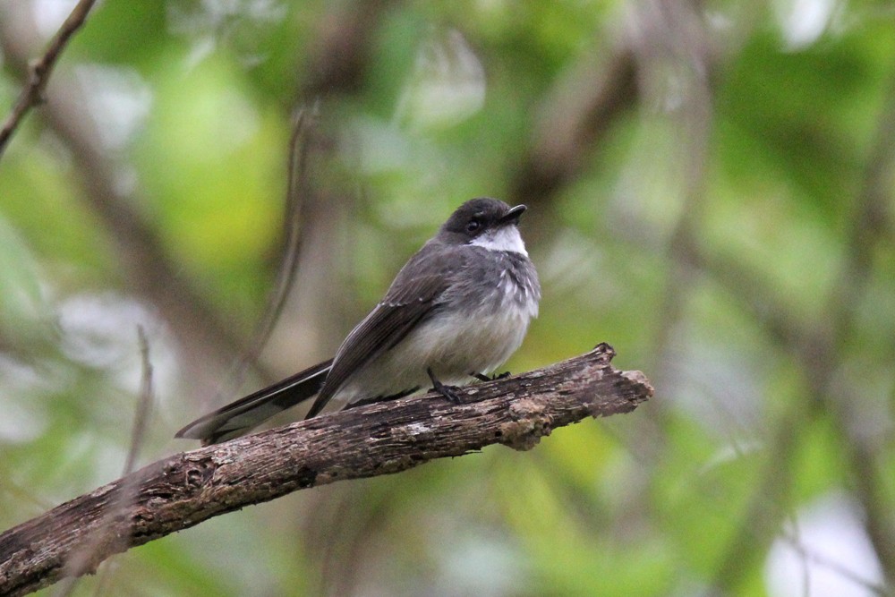 Northern Fantail - ML642190738