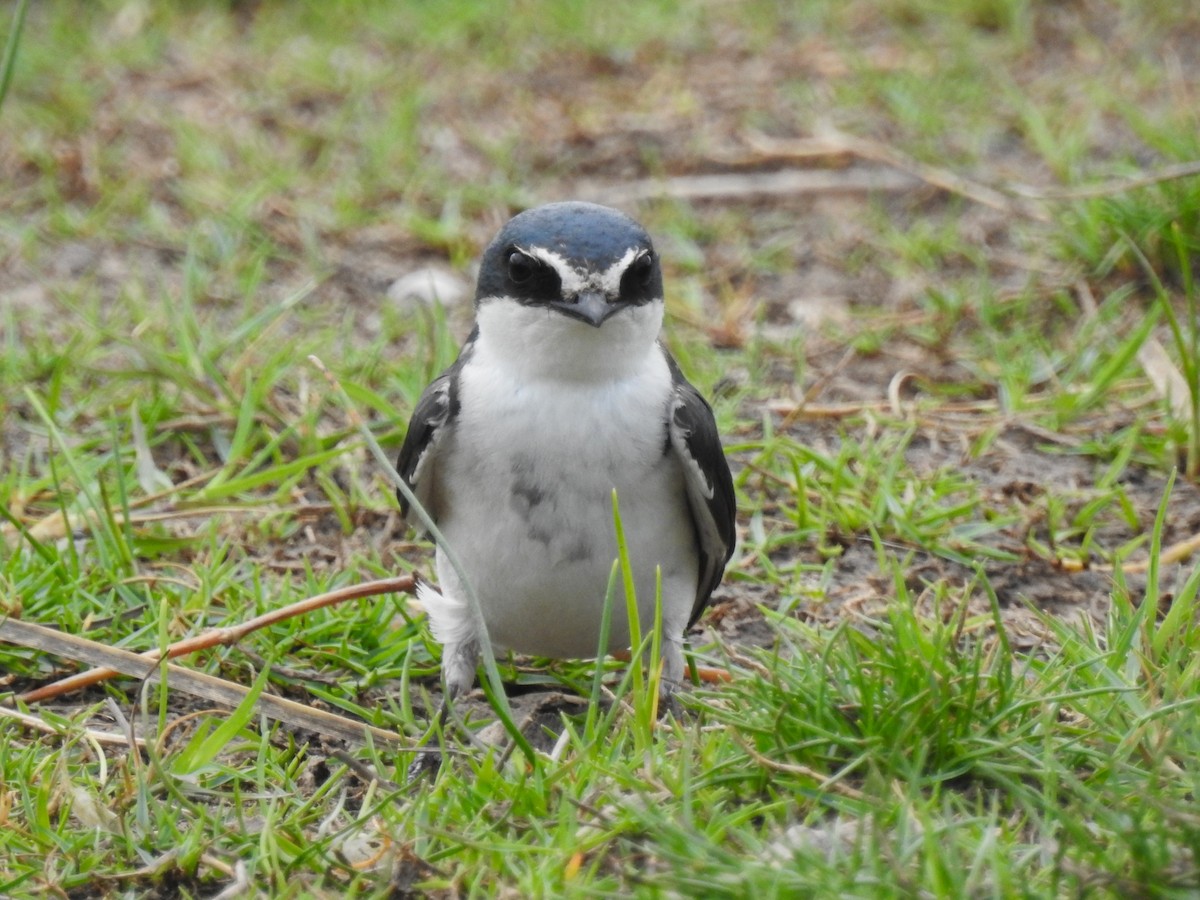 White-rumped Swallow - ML642190742