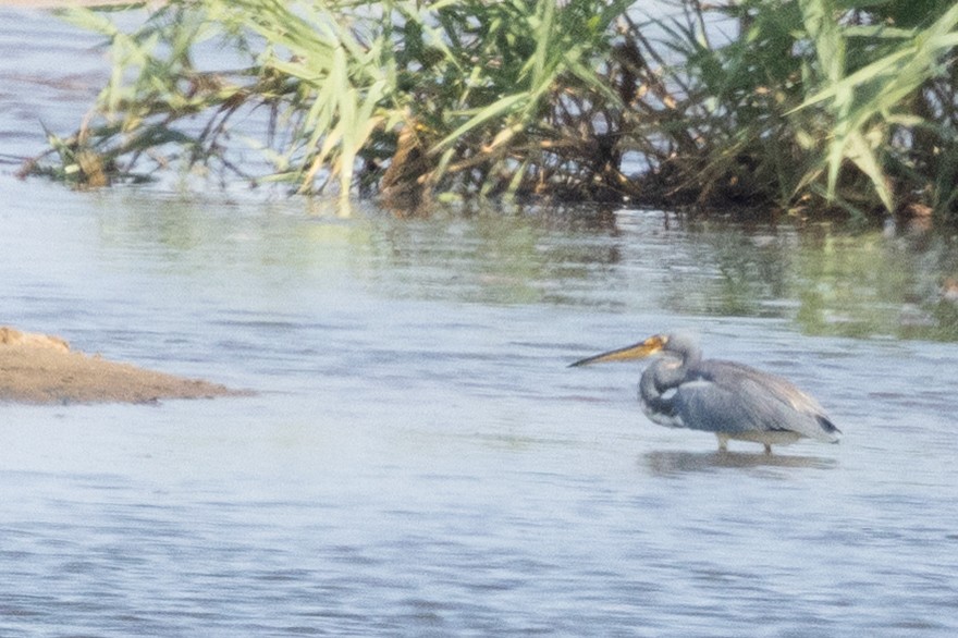 Tricolored Heron - ML642190789