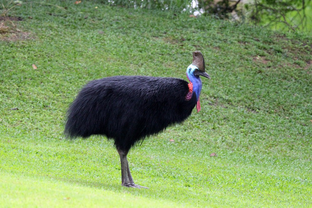 Southern Cassowary - ML642190803