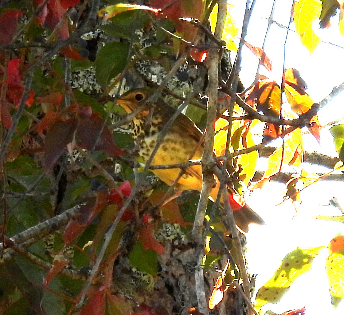 Swainson's Thrush - ML642190831