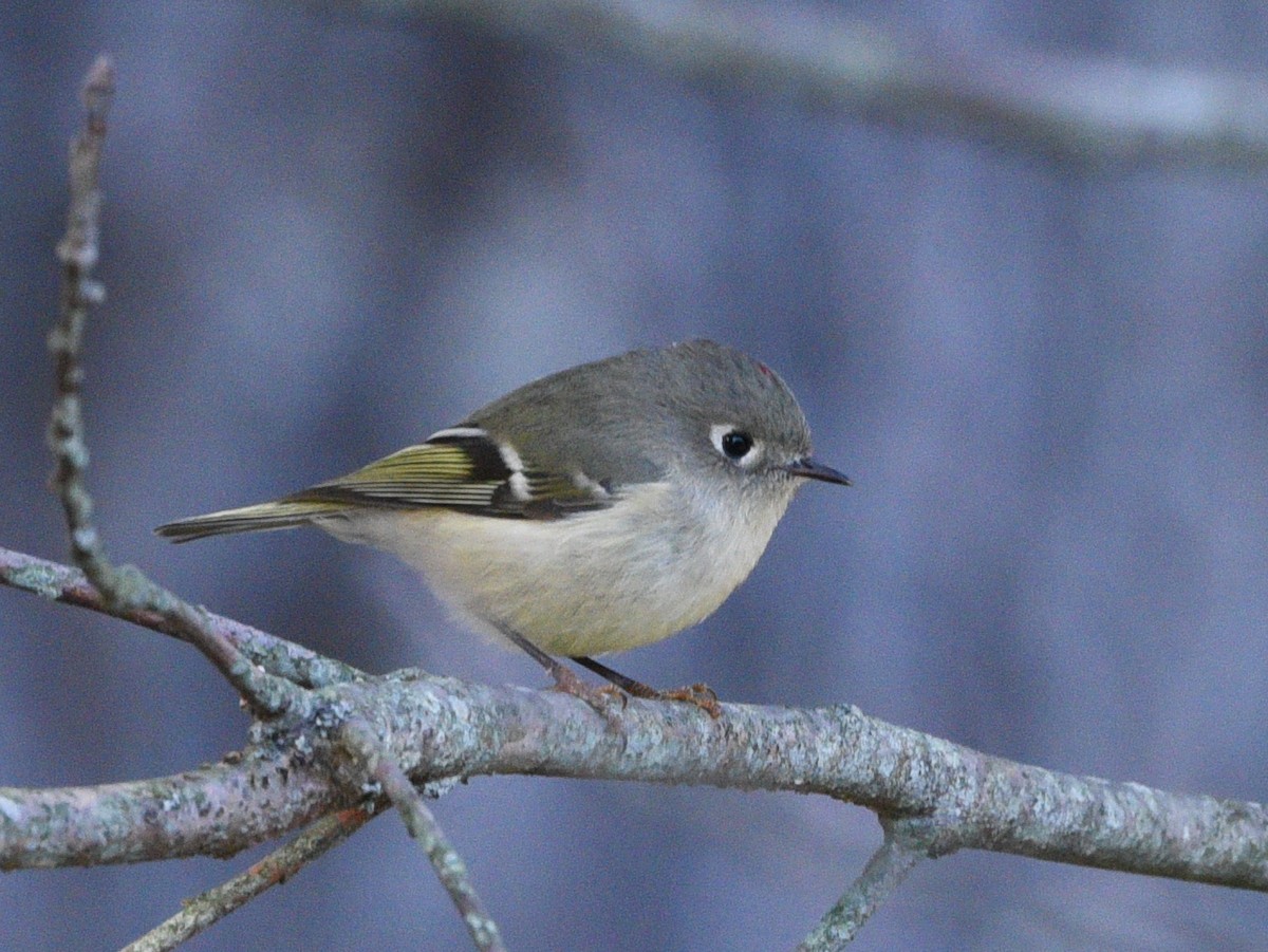 Ruby-crowned Kinglet - ML642190832