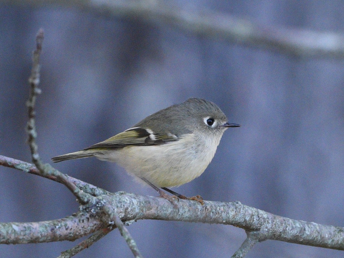 Ruby-crowned Kinglet - ML642190833