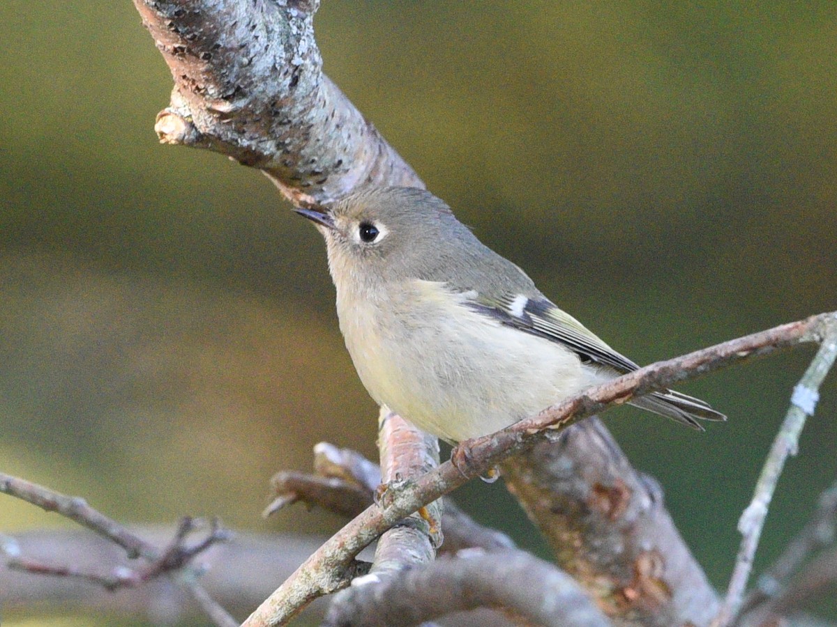 Ruby-crowned Kinglet - ML642190834