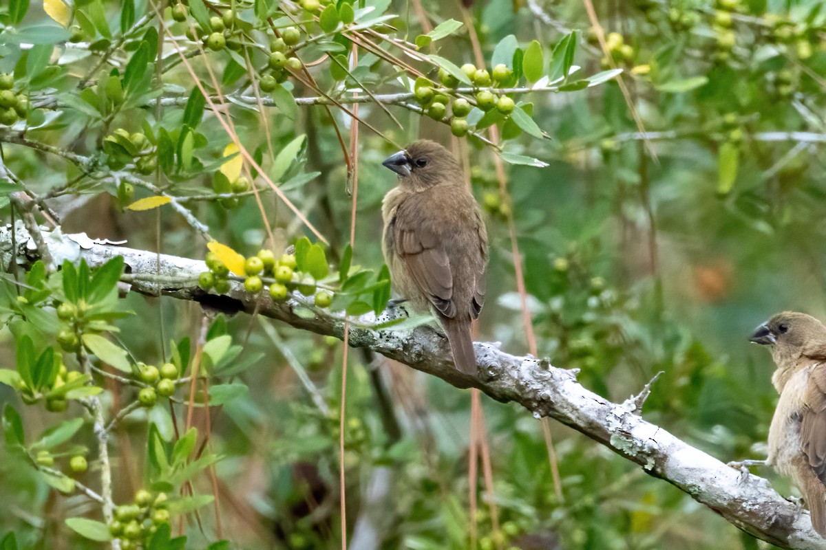 Scaly-breasted Munia - ML642190841