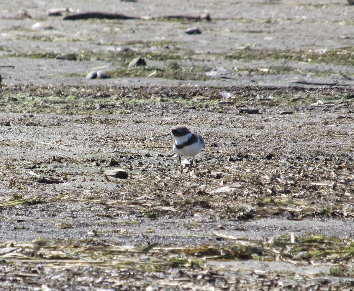 Semipalmated Plover - ML642190842