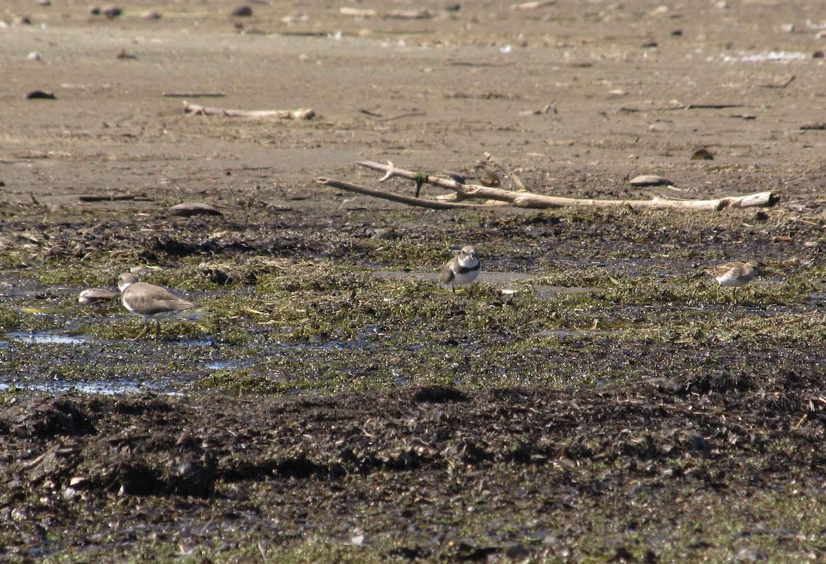 Semipalmated Plover - ML642190843