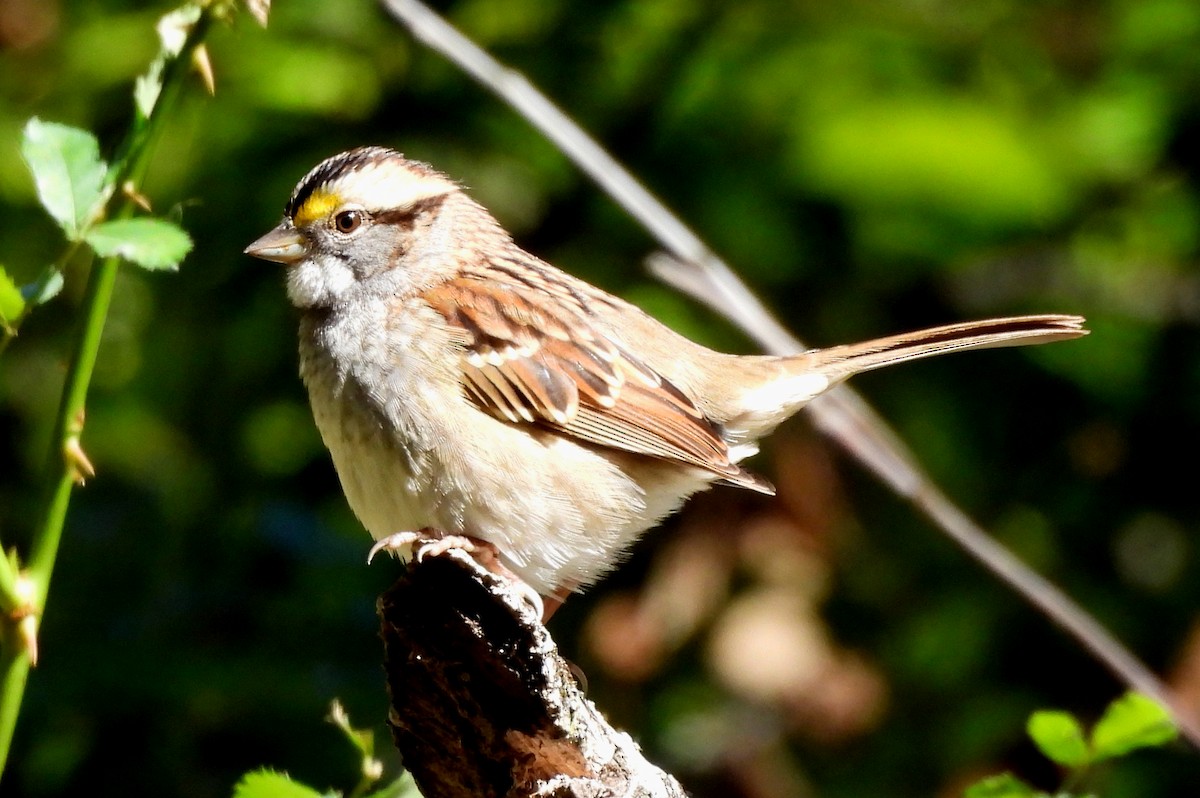 White-throated Sparrow - ML642190848