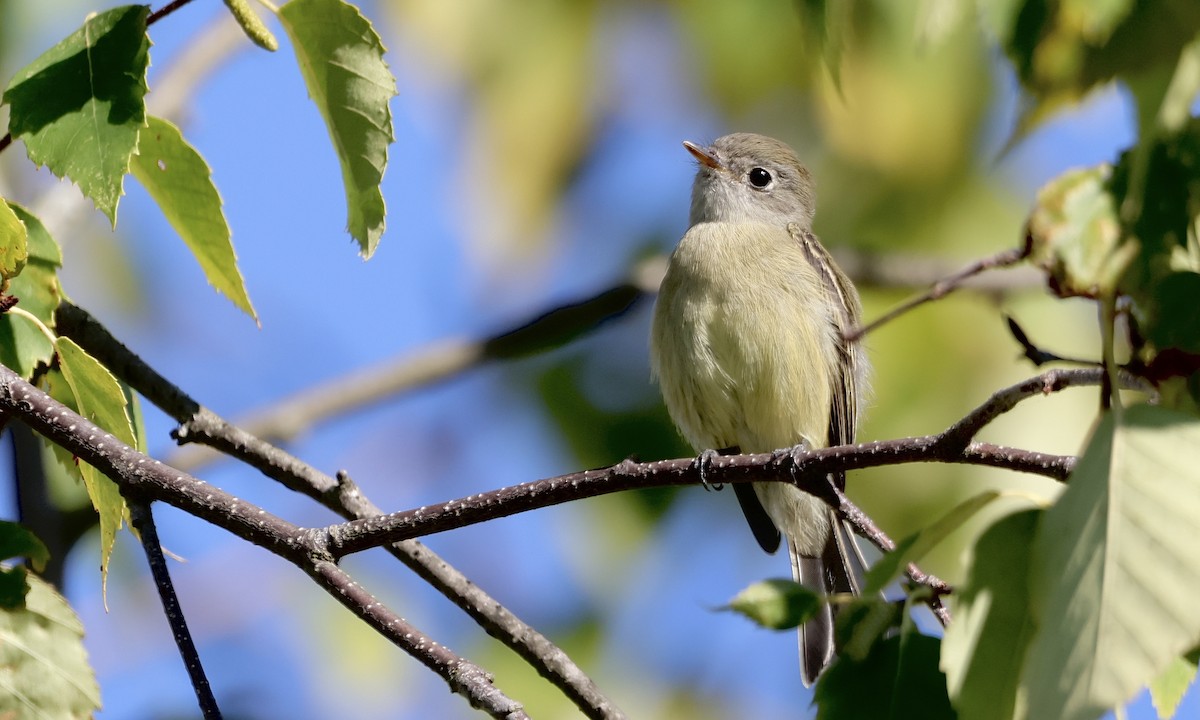 Hammond's Flycatcher - ML642190850