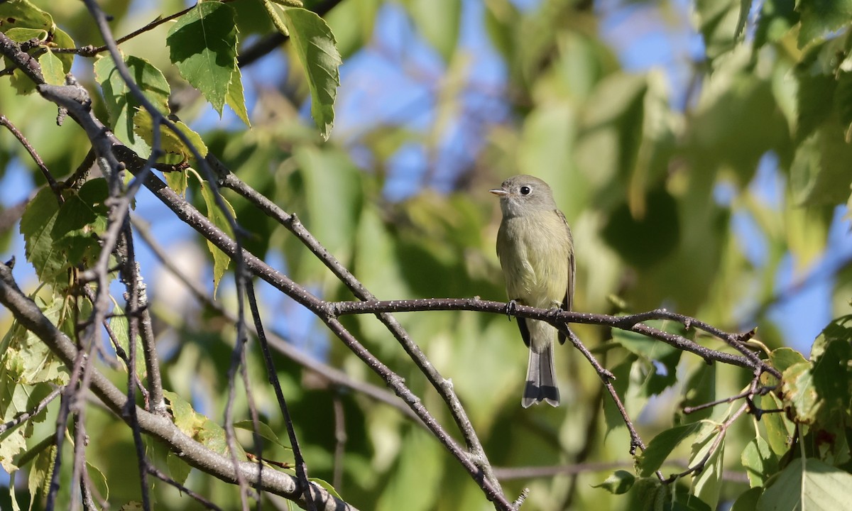 Hammond's Flycatcher - ML642190851