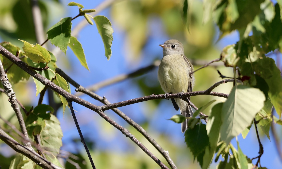 Hammond's Flycatcher - ML642190852