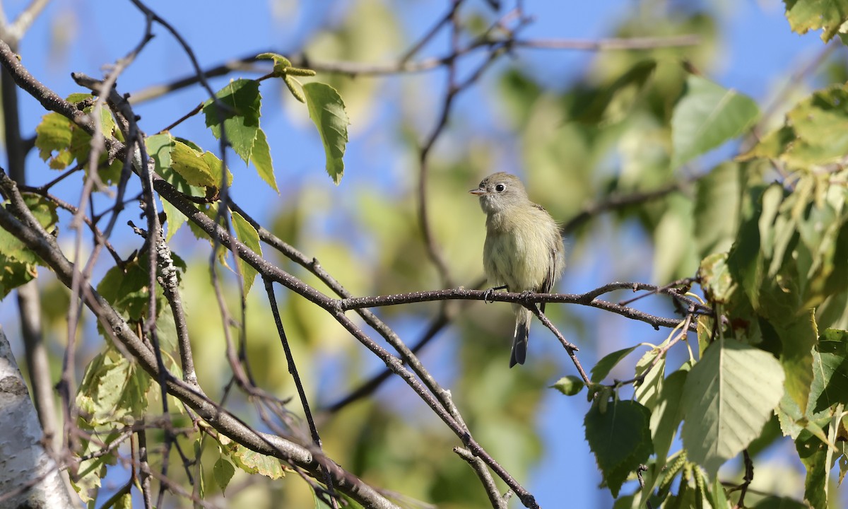 Hammond's Flycatcher - ML642190853