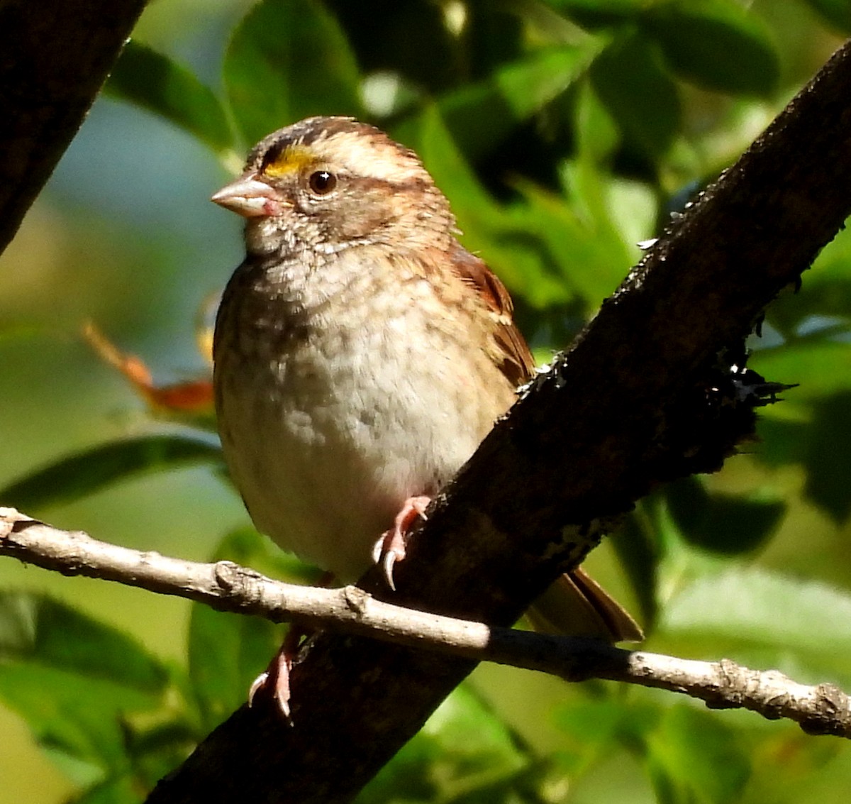 White-throated Sparrow - ML642190858