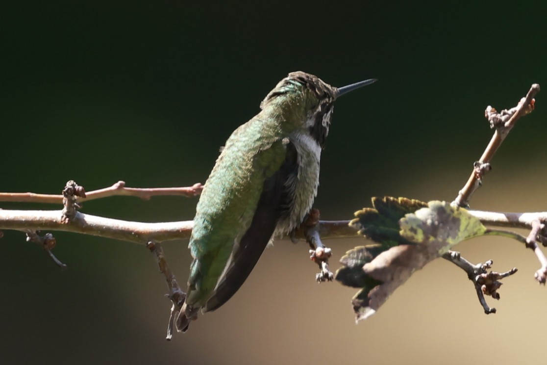 Colibri d'Anna - ML642190859