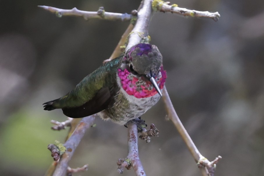 Colibri d'Anna - ML642190860