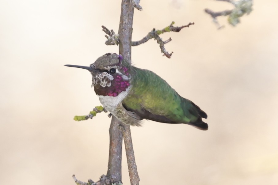 Colibri d'Anna - ML642190861