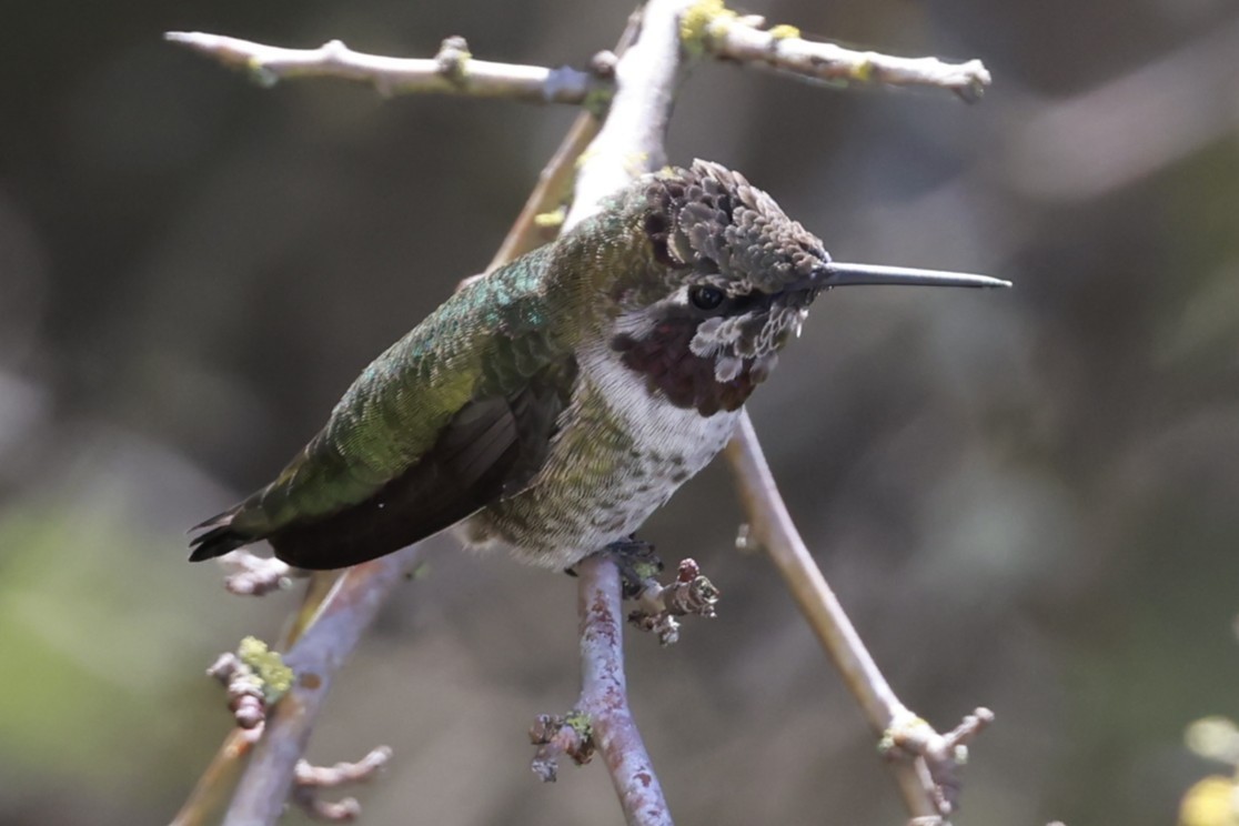 Colibri d'Anna - ML642190862