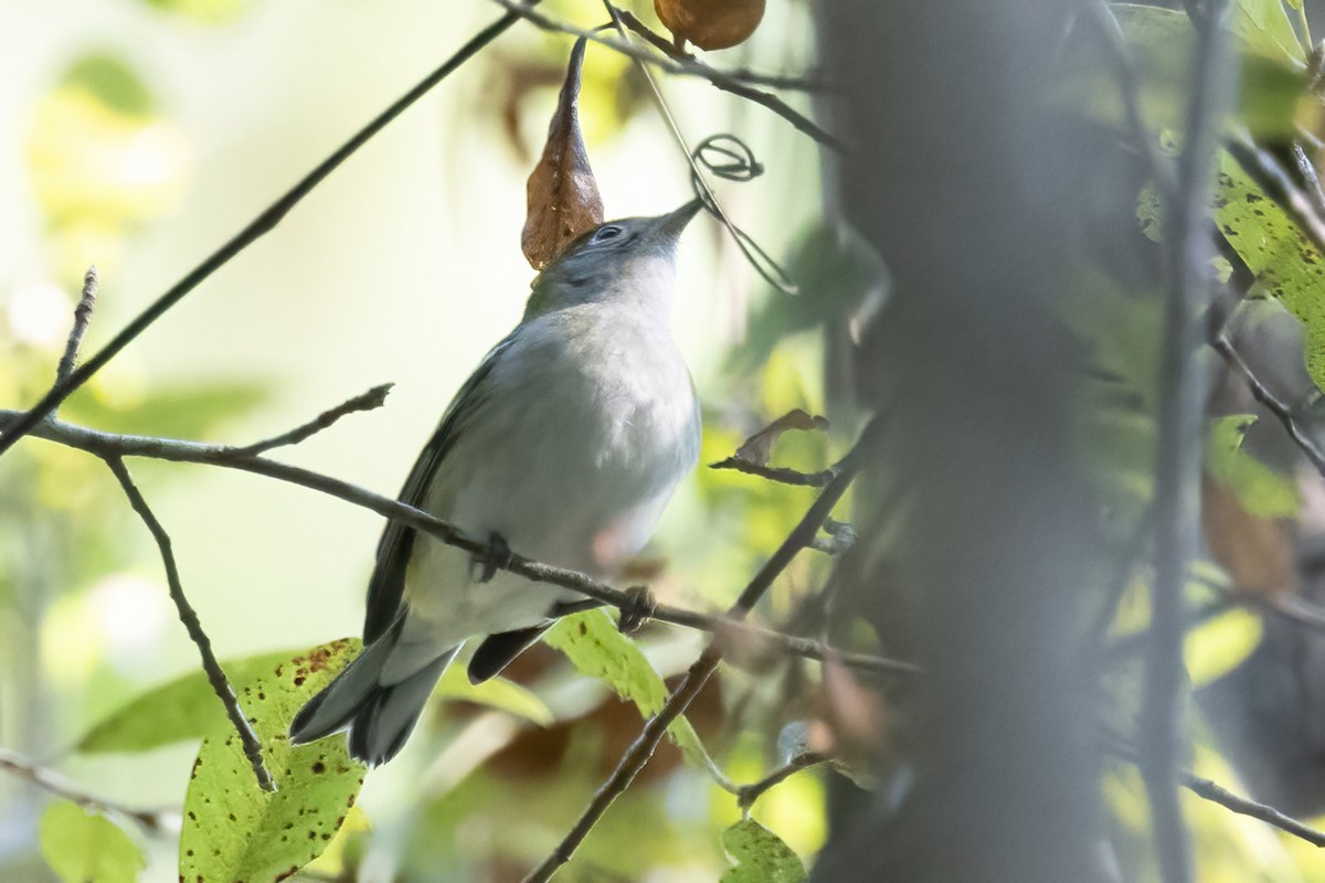 Chestnut-sided Warbler - ML642190874