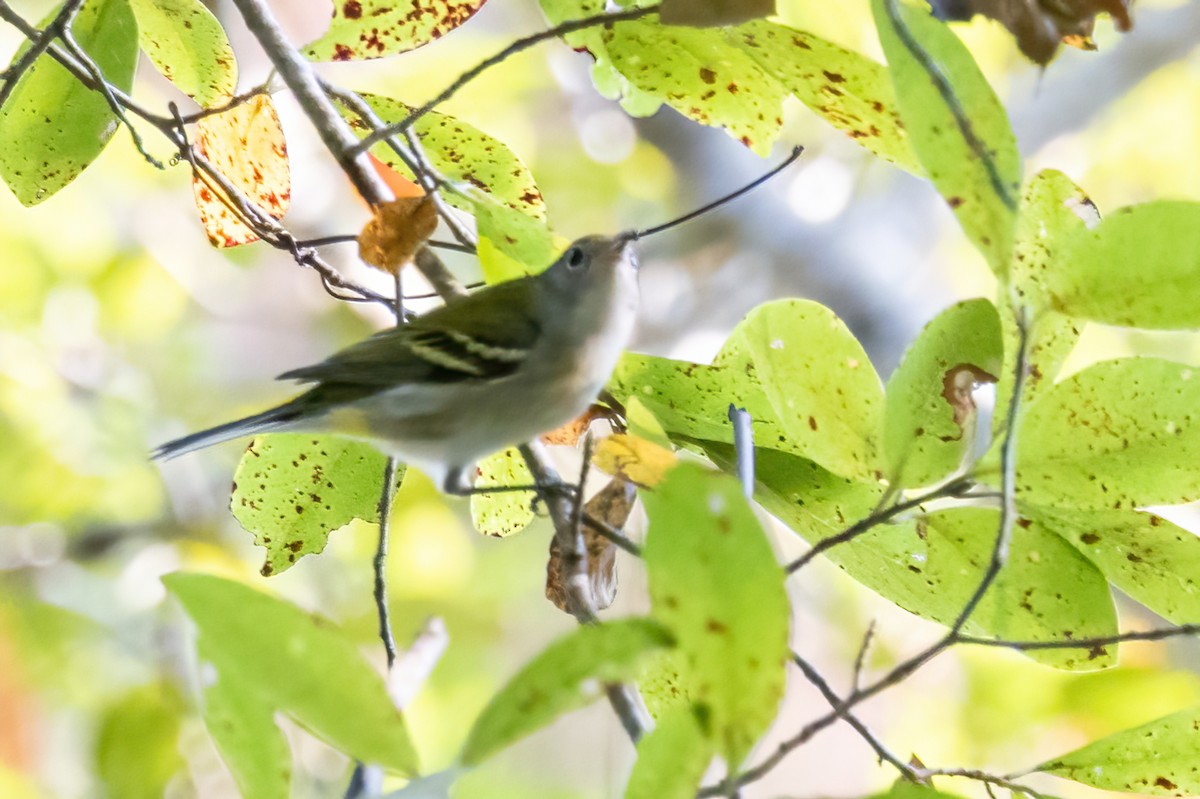 Chestnut-sided Warbler - ML642190875