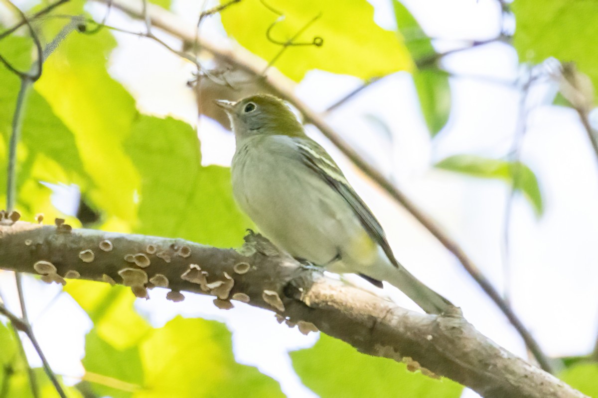 Chestnut-sided Warbler - ML642190877