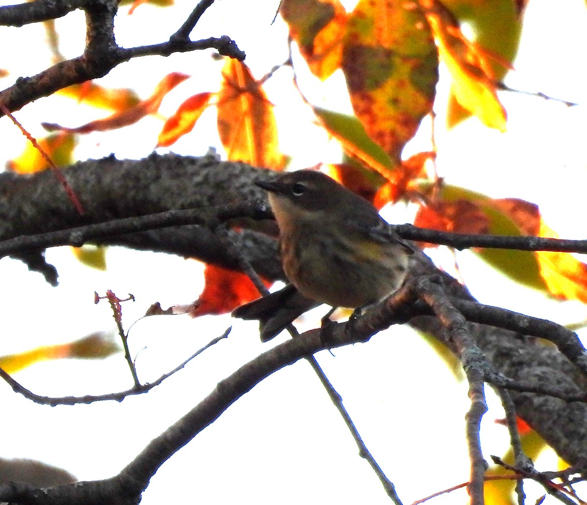 Yellow-rumped Warbler - ML642190878