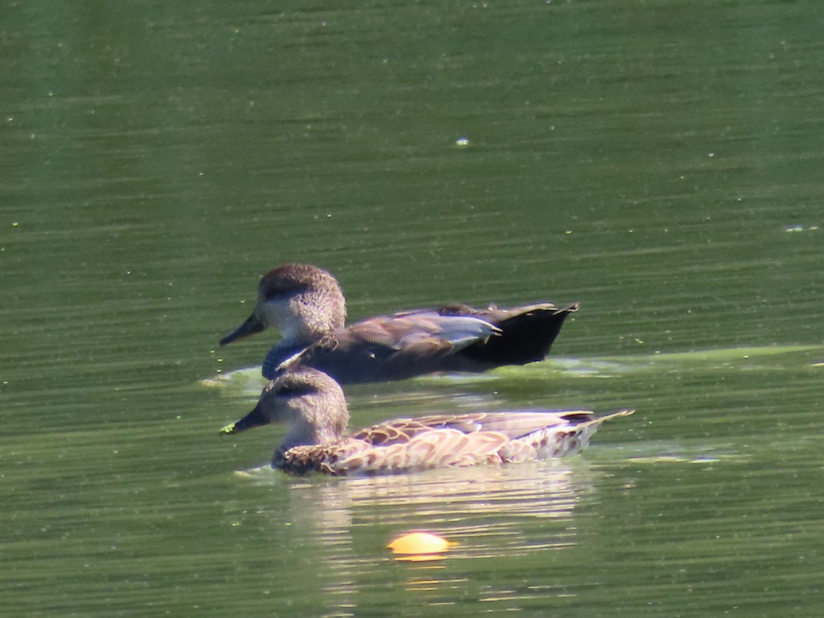 Canard chipeau - ML642190881