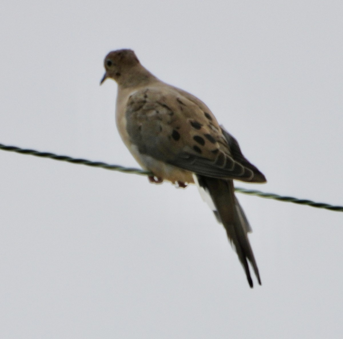 Mourning Dove - ML642190884
