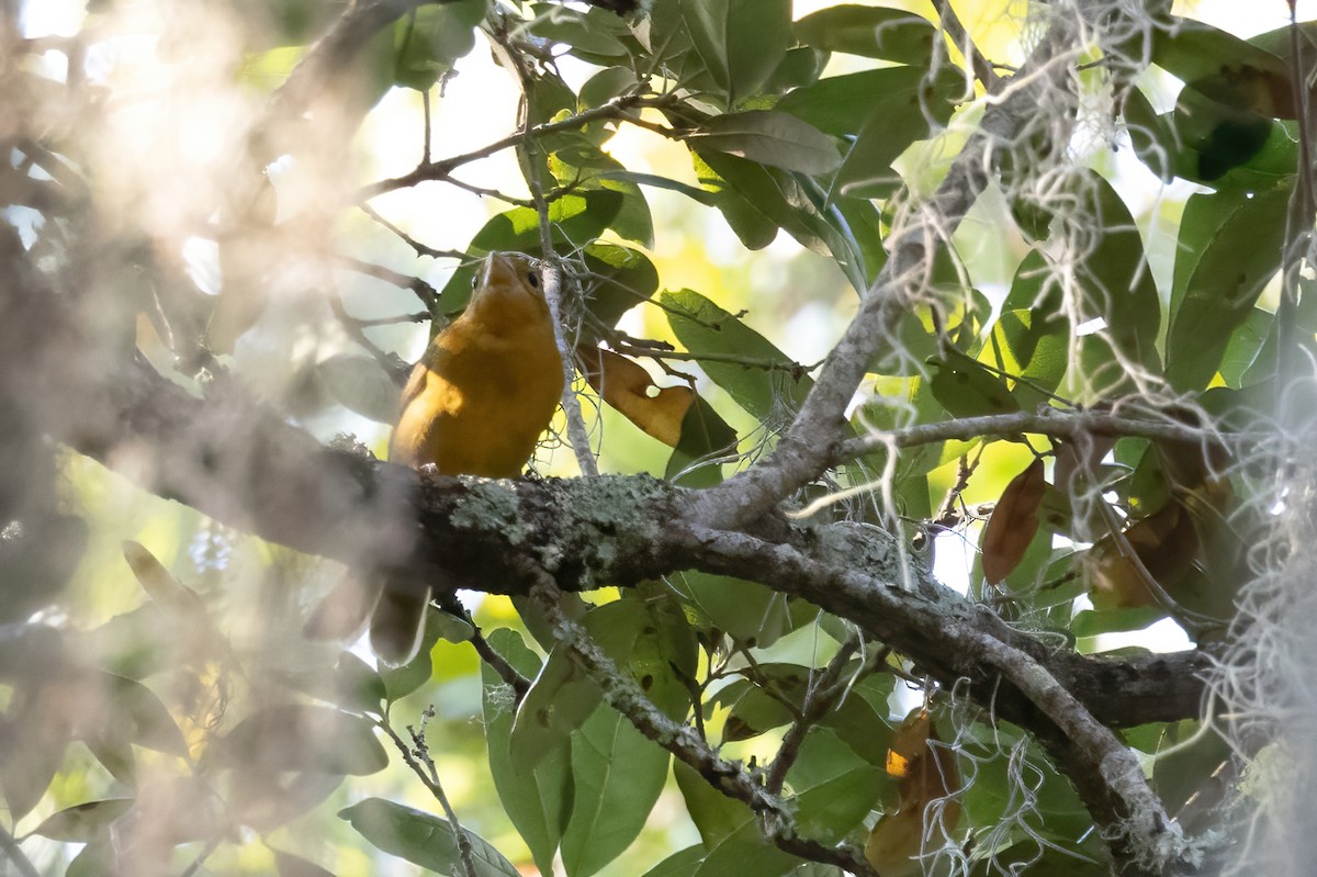 Summer Tanager - ML642190897