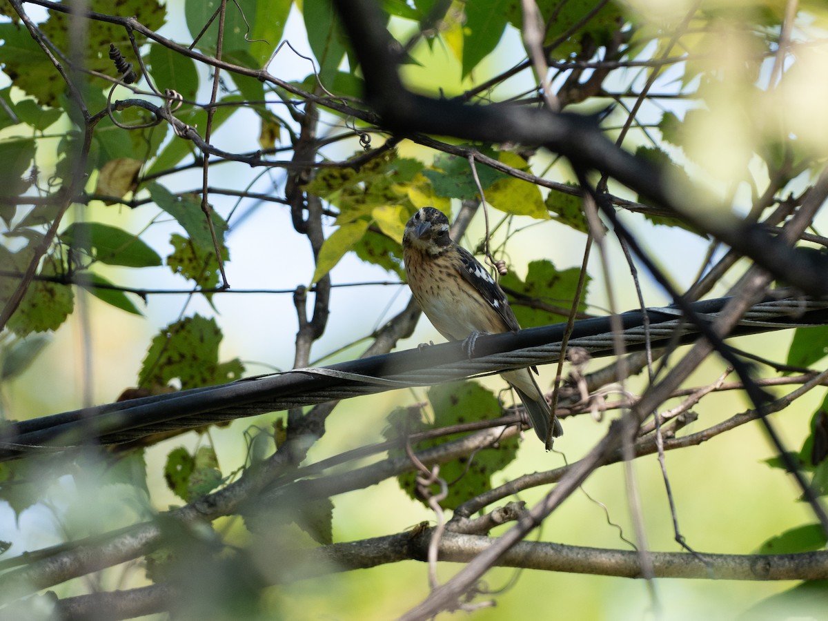Rose-breasted Grosbeak - ML642190905