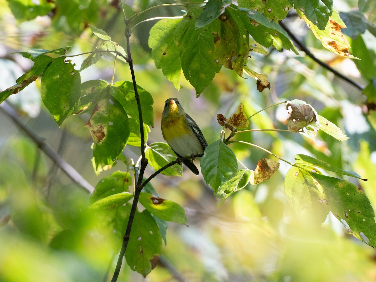 Northern Parula - ML642190913