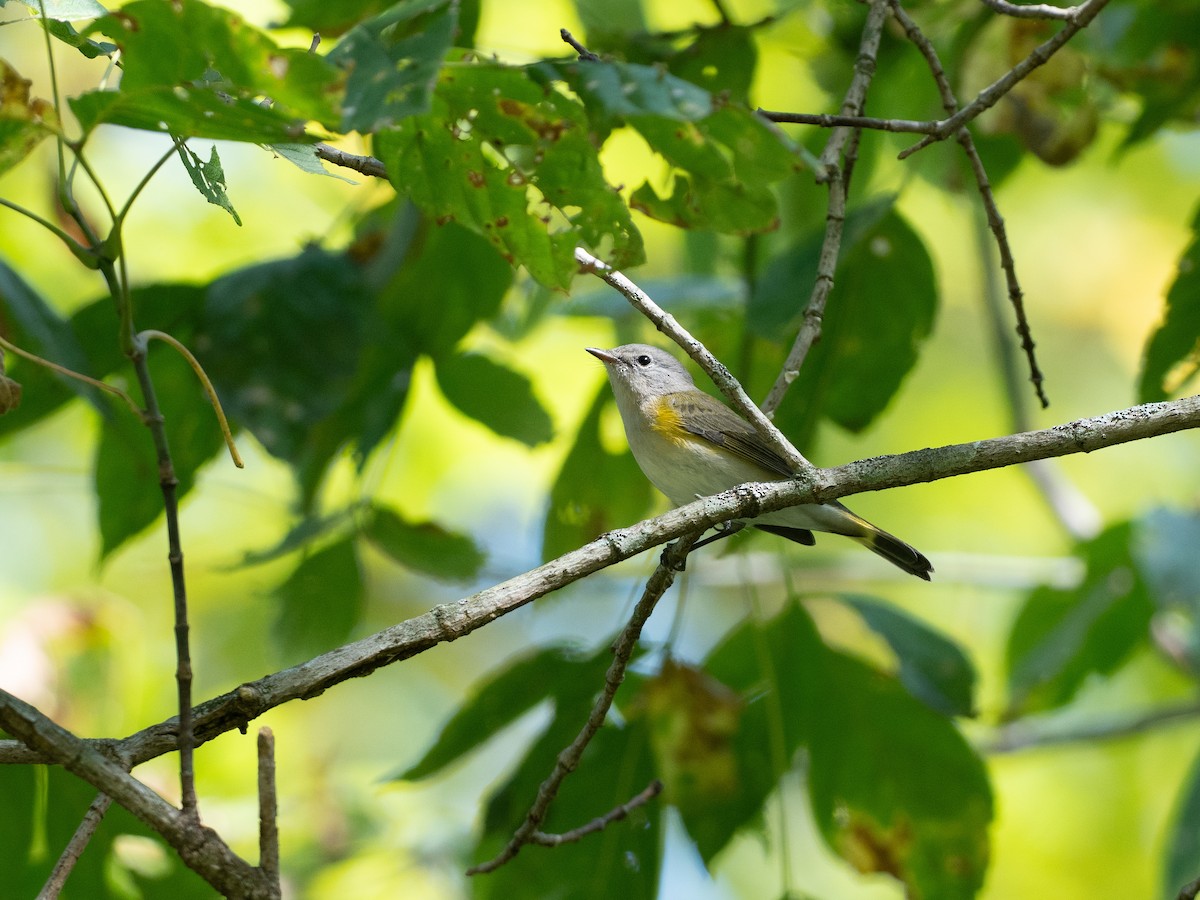 American Redstart - ML642190914