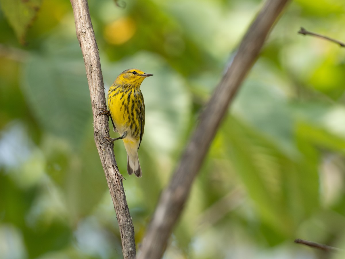 Cape May Warbler - ML642190919