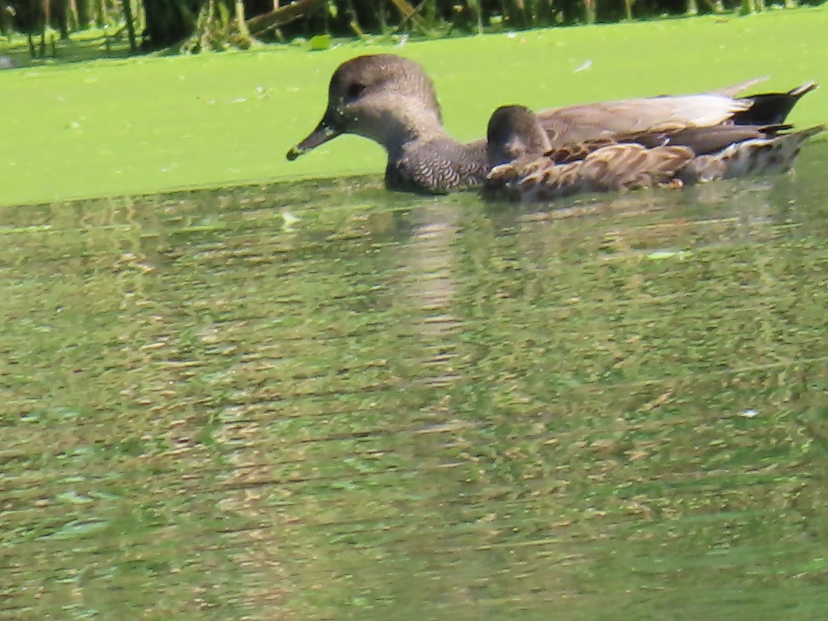 Canard chipeau - ML642190932