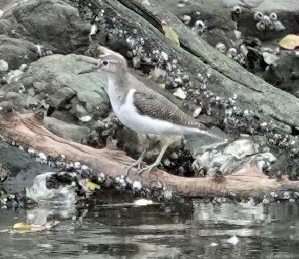 Common Sandpiper - ML642190936