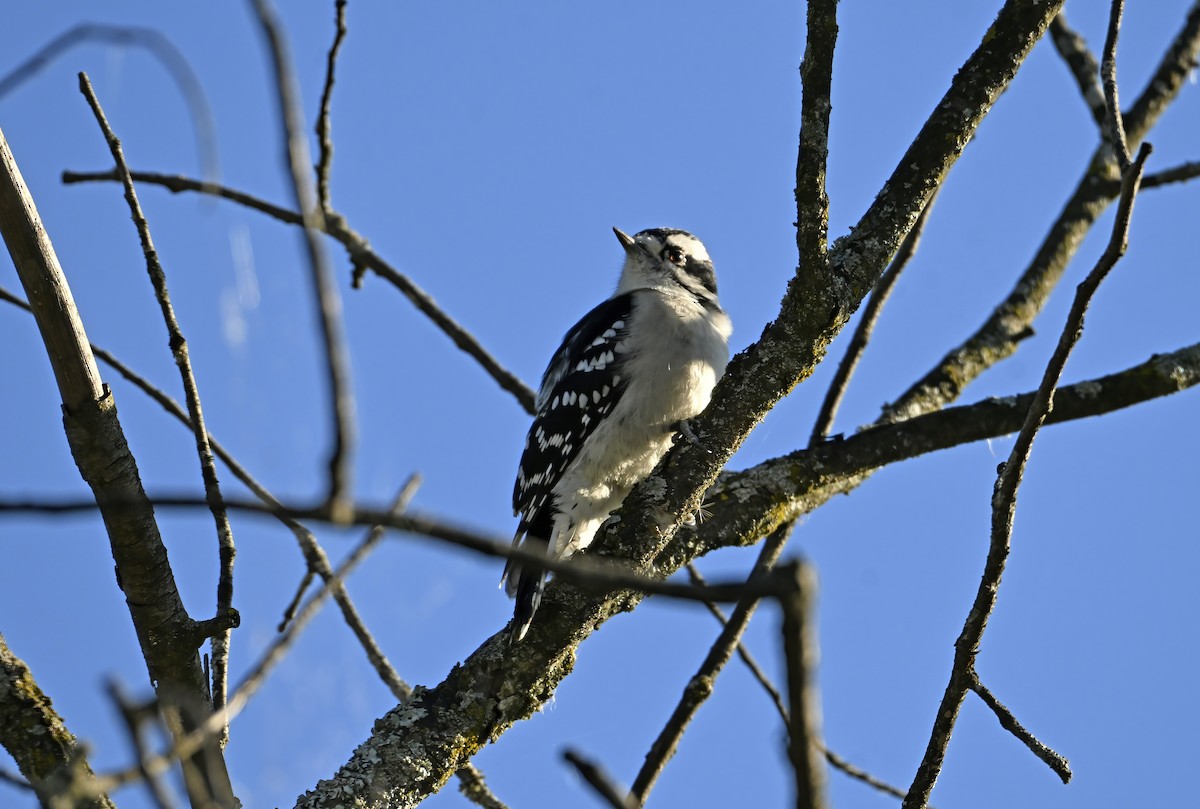 Downy Woodpecker - ML642190944