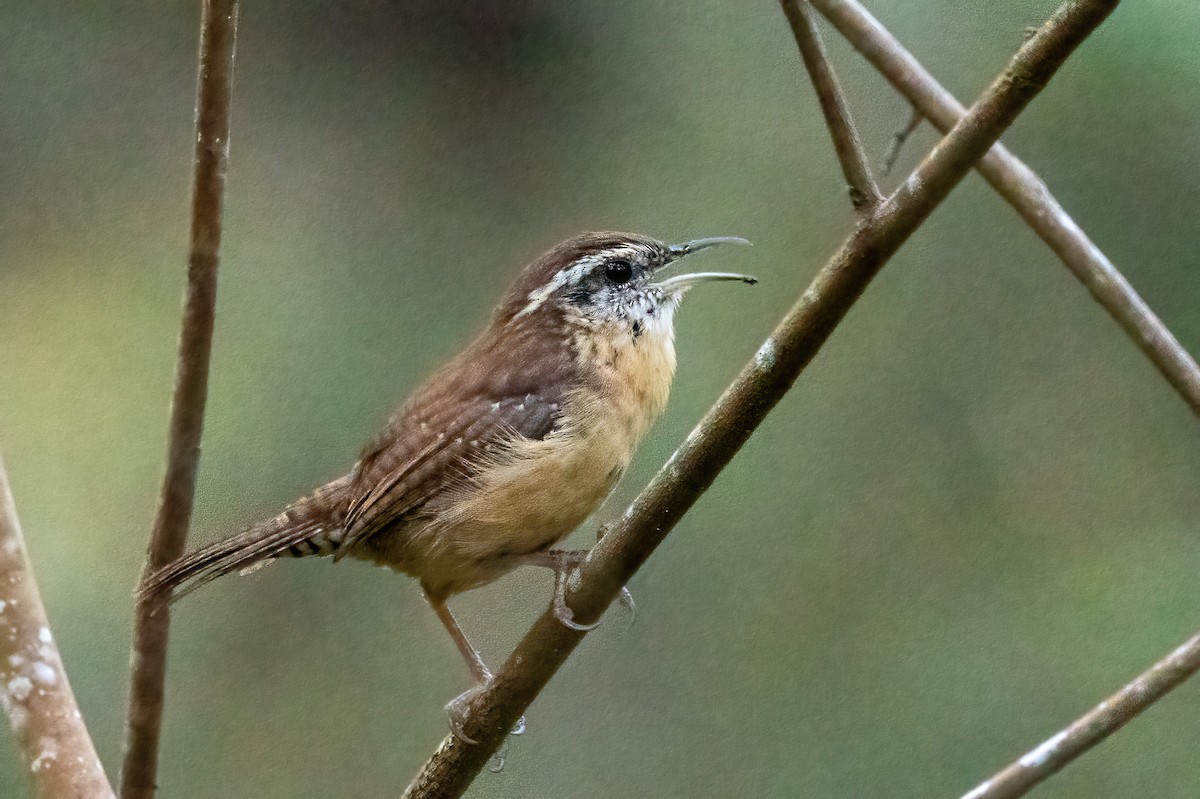 Carolina Wren - ML642190968