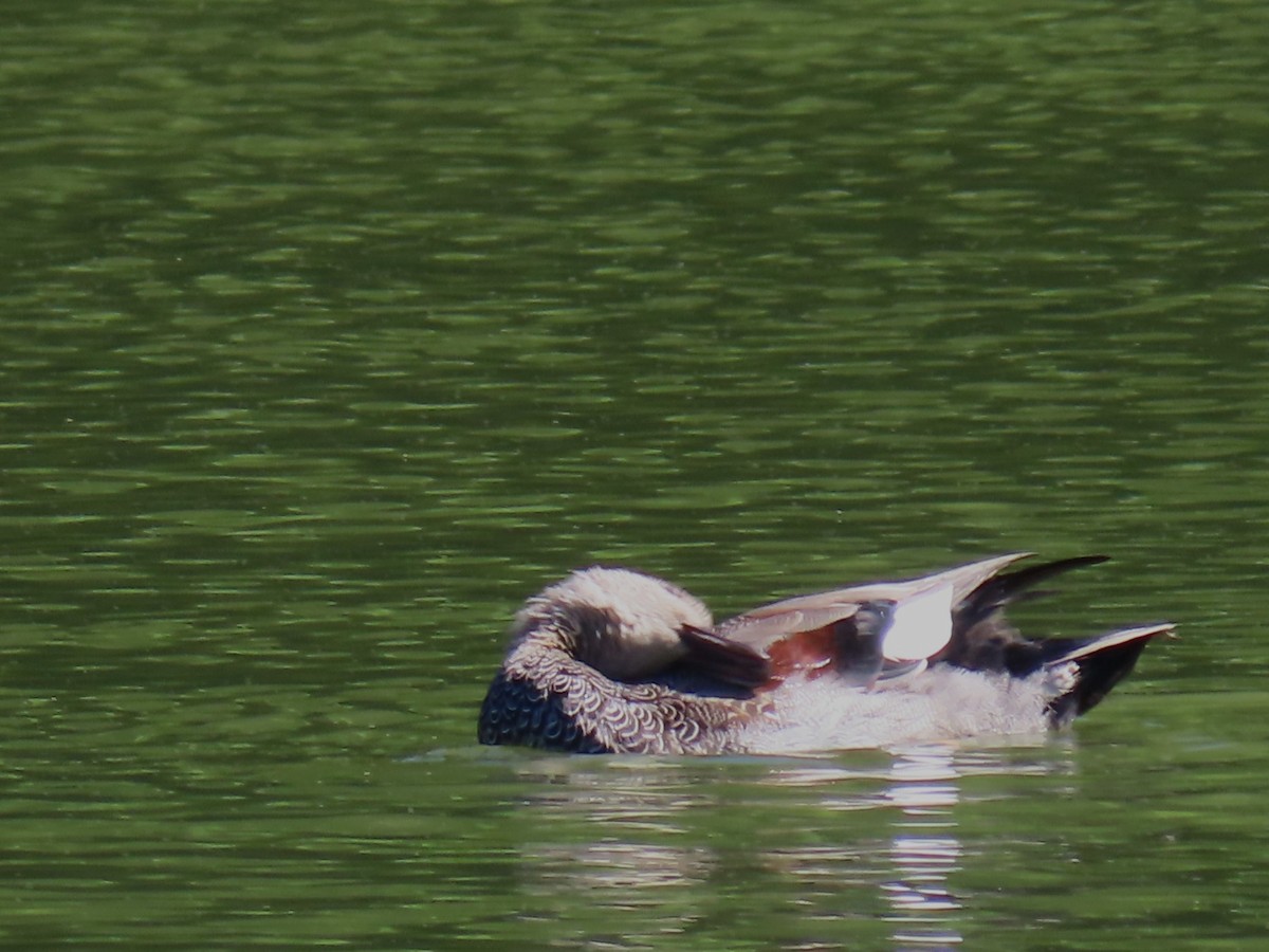 Canard chipeau - ML642190969