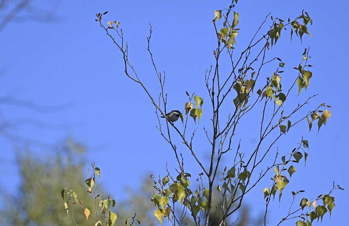 Black-capped Chickadee - ML642190970