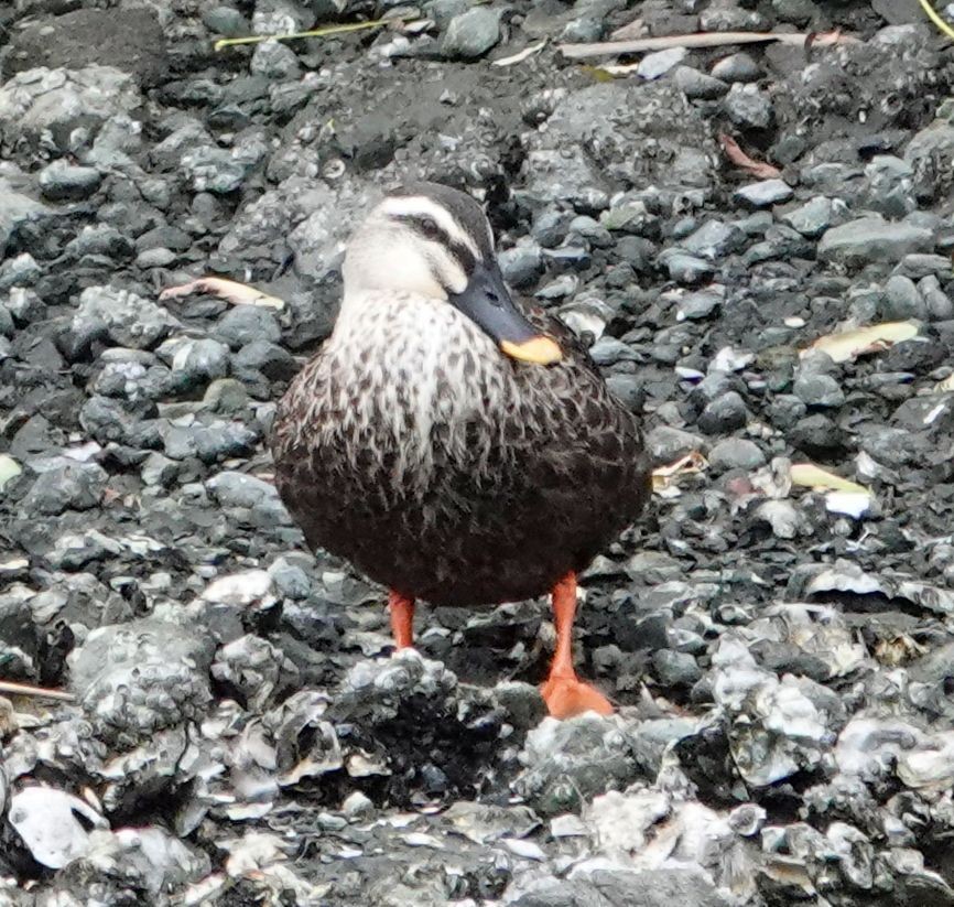 Eastern Spot-billed Duck - ML642190971