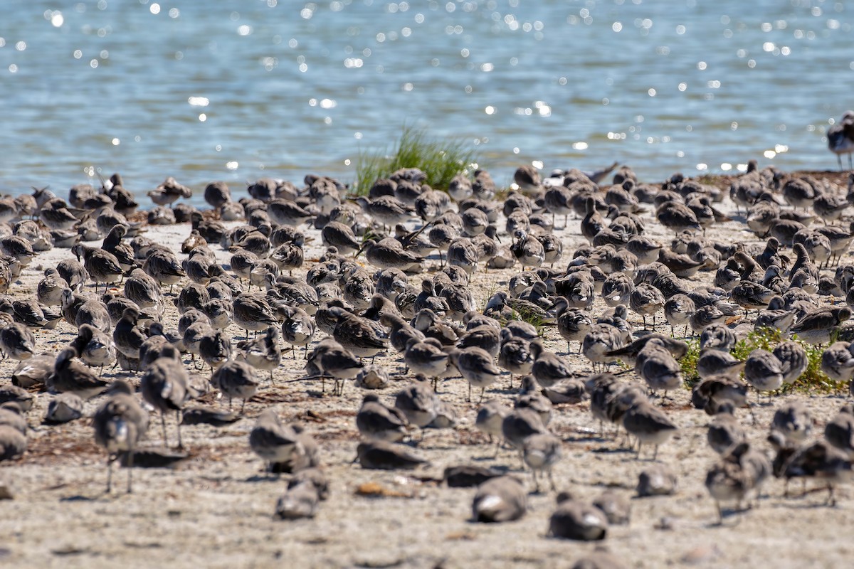 Red Knot - ML642190984