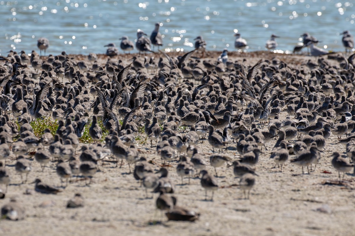 Red Knot - ML642190990