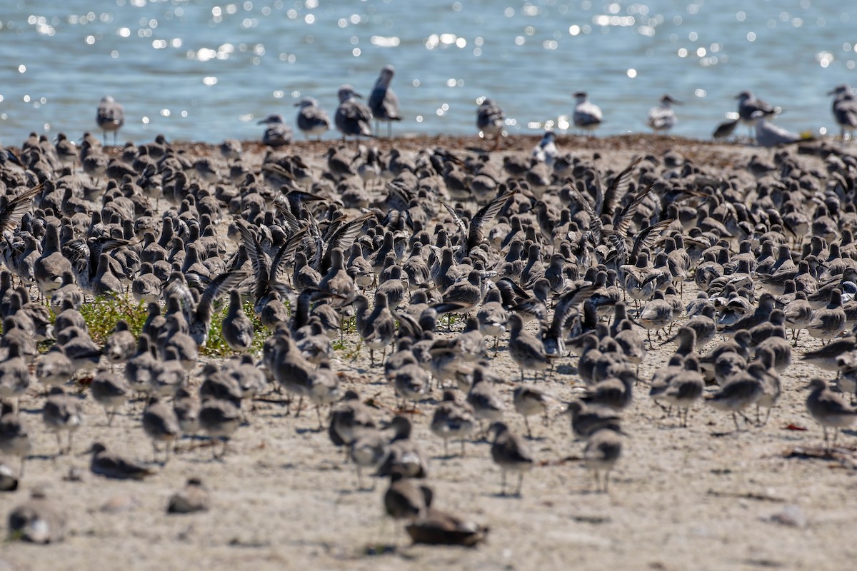 Red Knot - ML642190991