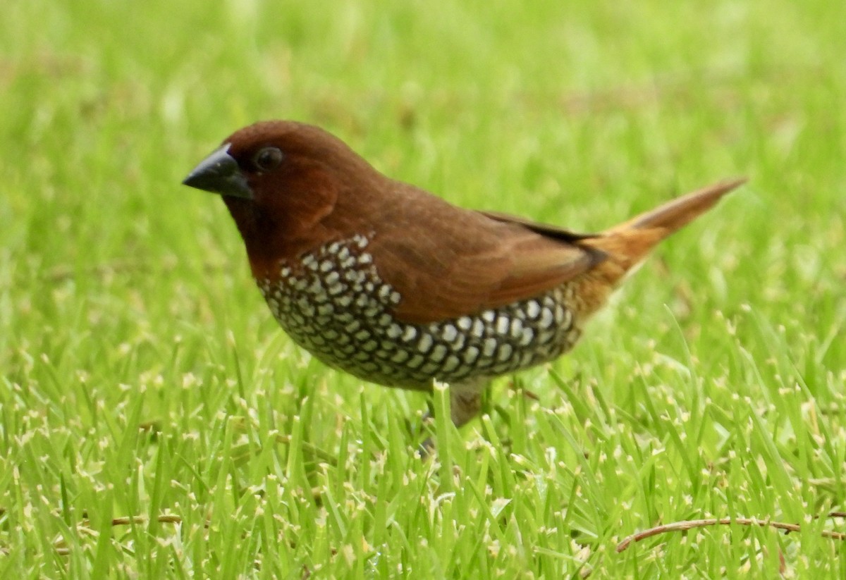 Scaly-breasted Munia - ML642190997